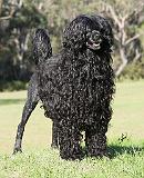 Portuguese Water Dog 9Y510D-338